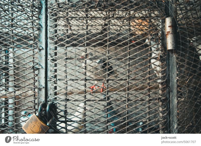 In the cage, only a free bird is a happy bird. Bird's cage Cage Captured Grating Animal Animal portrait Keeping of animals Authentic Markets Kenya Offer