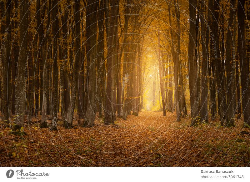 A path with light in the autumn forest leaf nature tree wood fall sunlight outdoor yellow season scenic landscape fog scenery foliage woodland footpath