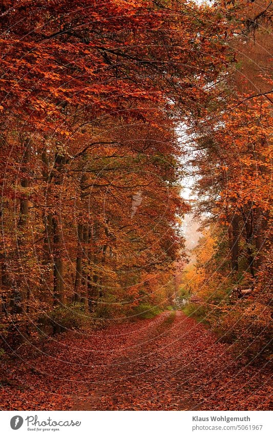 Autumn forest path covered by fall leaves of beech trees on a gloomy October day, mirrored version autumn colours Autumn leaves Book-leaves Autumnal