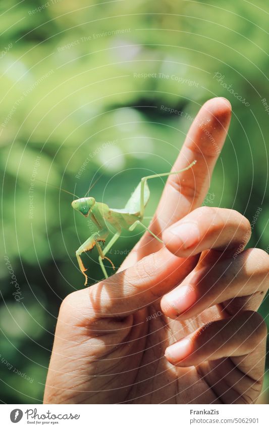 A human hand gently holds a praying mantis Animal portrait Praying mantis Insect Hand Love of animals Fascination nature contact Close-up Green Nature wildlife