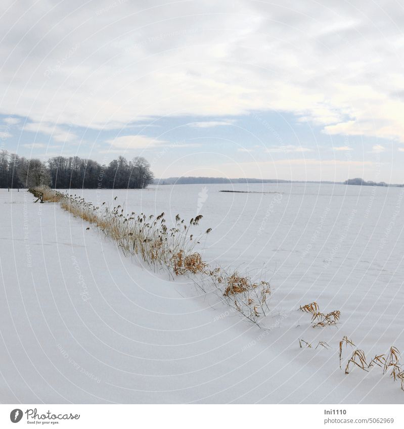 severe frost in February Nature Winter Landscape wide Horizon Snowscape Clouds in the sky fields Forest snow-covered demarcation reed grass planted chill Frost