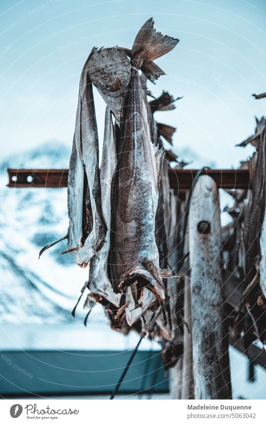 Stockfish is dried outside in the fresh air in Norway Dried cod Cod Lofotes Conserve Nature Naturally dried Speciality Fish sea breeze Skrei Winter cod Climate