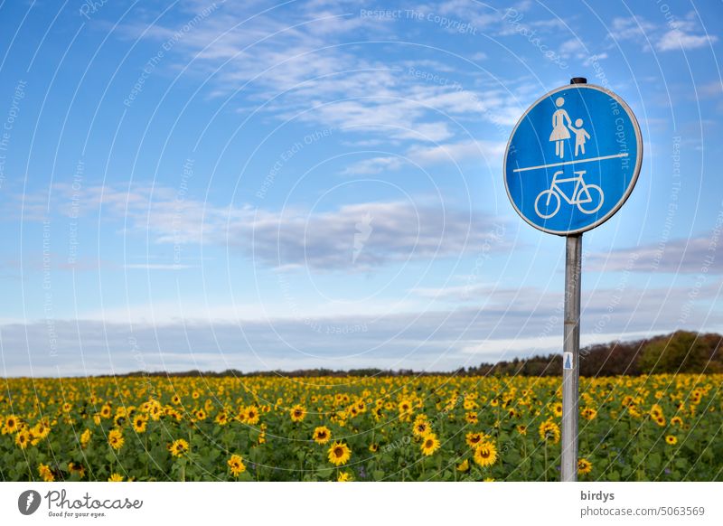 Road sign pedestrian and bicycle path in front of sunflower field under blue sky Mobility emission-free Cycling climate-friendly Sunflower field Cycle path