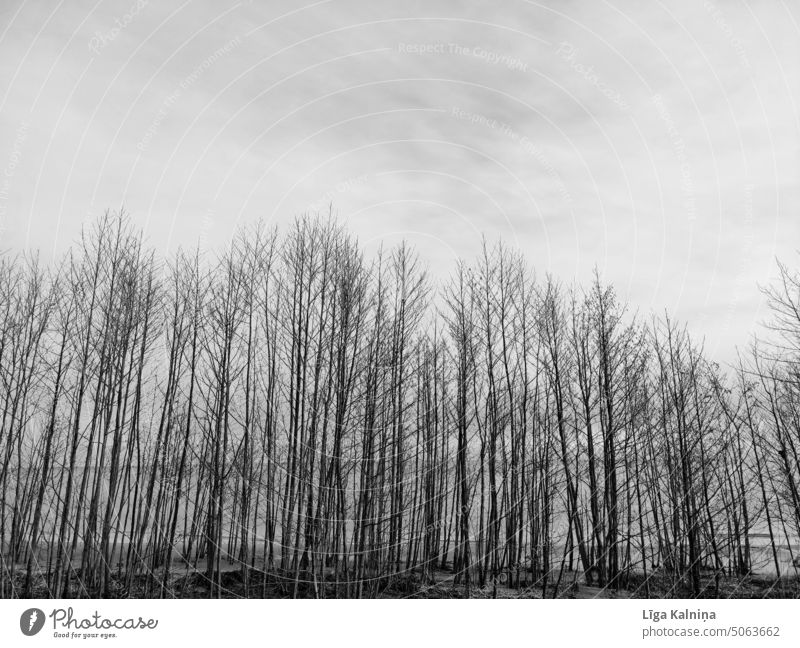 Bare trees in fall Trees Nature Landscape Forest Environment Wood Forestry Coniferous trees Winter grey Sky Silhouette