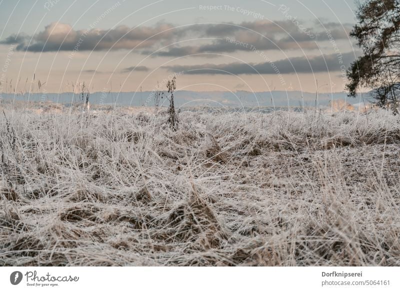 Frozen grasses on a meadow covered with frost Gold Autumn Frost Sunset Nature Winter plants Forest Ice Cold Snow To go for a walk Landscape Exterior shot