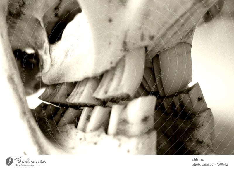 Beaver II Skeleton Gnaw Rodent Anatomy Death's head Set of teeth Bite River cranium bone tooth bit tree cash anatomically