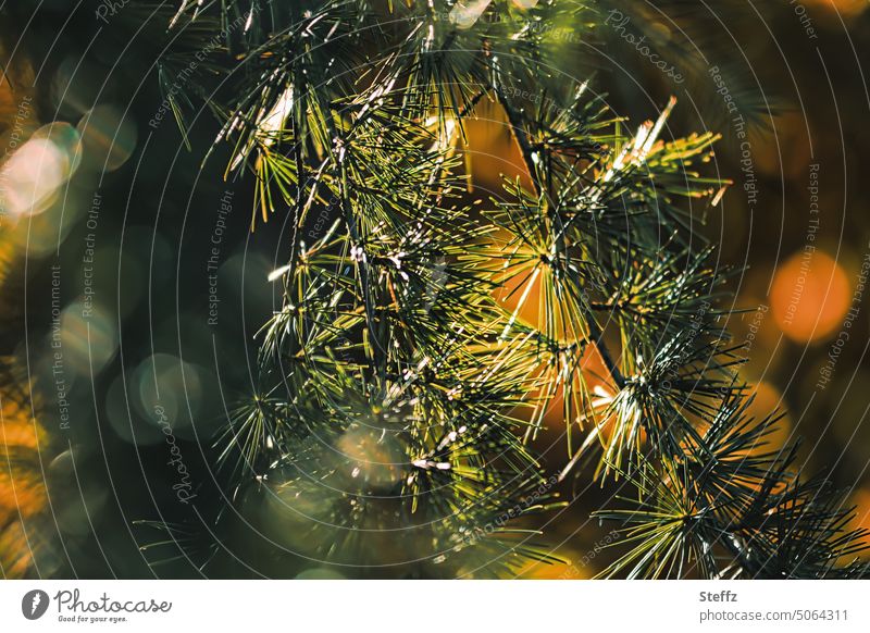 Larch branches play with light sparkle light reflexes Aromatic colors fragrant larch needles larix Foliage plant Twig conifer branch flavor Fragrance fragrances