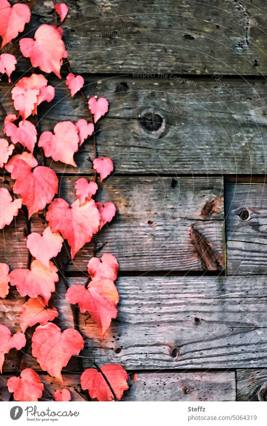 red vine leaves on a wooden wall red grape leaves Creeper Decoration Wooden wall Autumn leaves Texture of wood autumn colours Autumnal colours Wood varnish