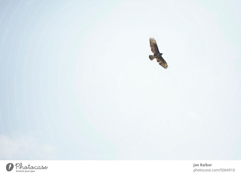 buzzard Bird Hawk sails slides Bird of prey Animal Nature Flying Grand piano Sky Flight of the birds