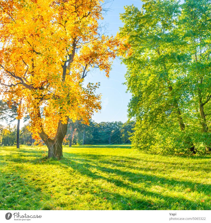 Yellow autumn tree on green field forest yellow grass fall landscape nature beautiful beauty color plant colorful golden maple orange red environment outdoor