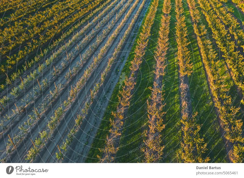 A farmland with peach and apple trees in the autumn season. Apple and peach trees in the yellow rays of the setting sun. Sunset over a farmland aerial