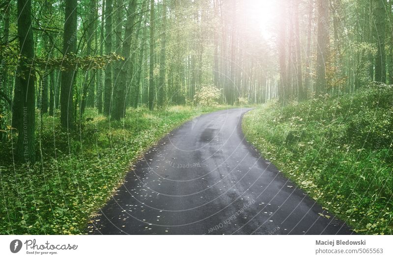 Asphalt road in a forest, color toning applied. asphalt trip travel nature adventure green tree toned effect landscape nobody sun way freedom scenery speed