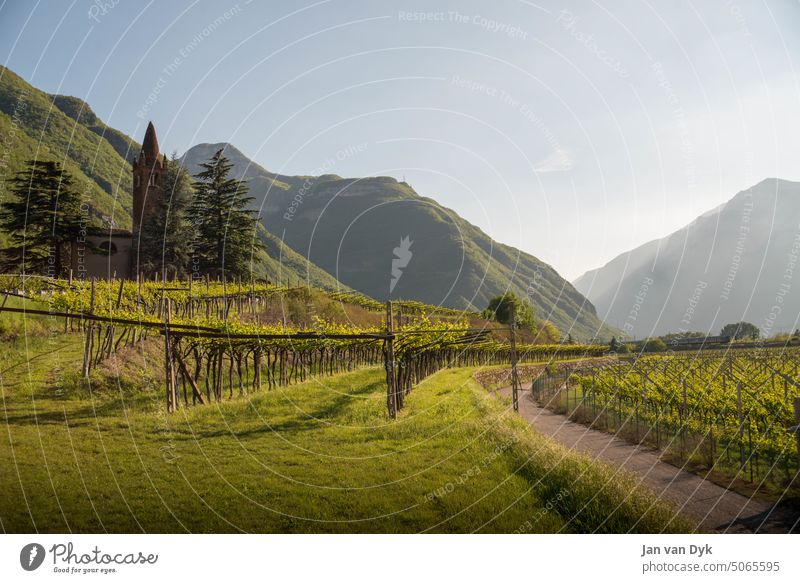 In the vineyard of South Tyrol Meran Vineyard Railroad Train Chapel Agriculture Morning Fog Lifestyle voyage Landscape vacation colour Wine growing Tourism
