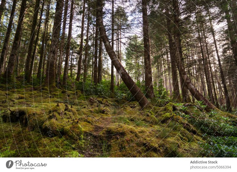 Coniferous trees on mossy slope forest coniferous pine summer tall season green scotland uk united kingdom trunk flora plant woods countryside growth nature