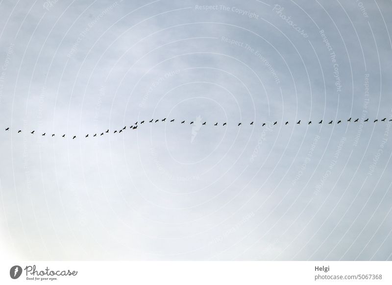 Many cranes flying in a row against cloudy sky Bird Crane Migratory bird bird migration Chain Row Formation Sky Clouds Autumn Bird of happiness Nature Flying