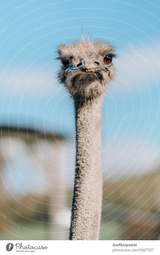 Head and long neck of ostrich bouquet frontal view struthio camelus Close-up animal portrait Looking Frontal Neck feathers Bird Poultry animal farm Ostrich