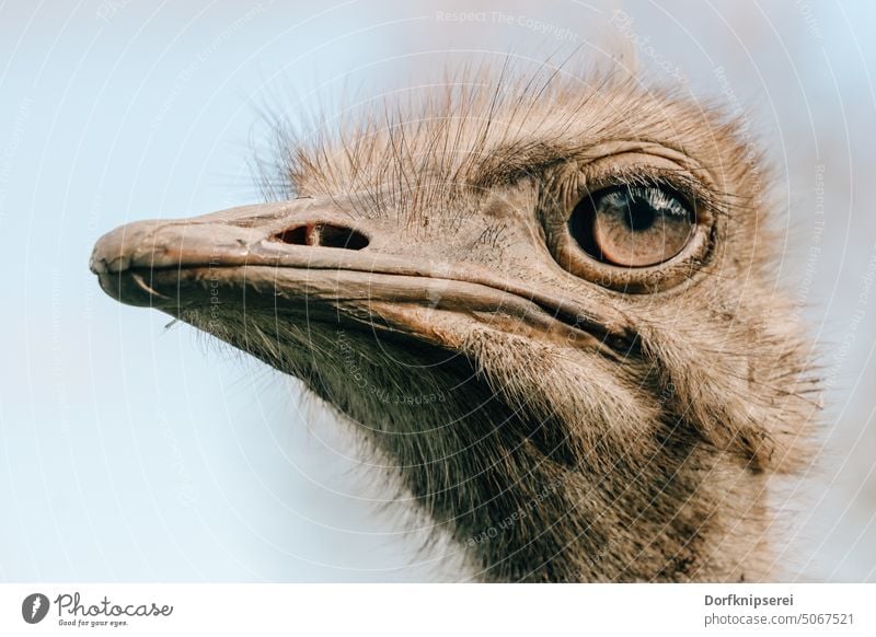 Close up head of bouquet ostrich bird struthio camelus Close-up animal portrait Looking Animal eyes