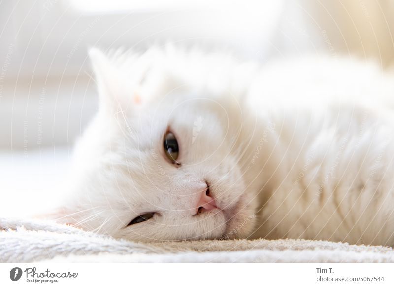 lying white cat with open eyes hangover Cat White Lie Pet Animal Pelt Domestic cat Cute Cuddly Animal portrait Looking Colour photo Cat's head Animal face
