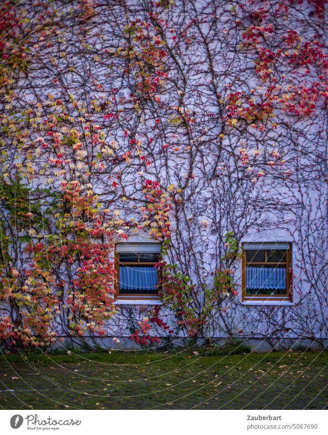 House facade with two windows is overgrown with a tangle of branches and twigs of ivy, in colorful autumn colors House (Residential Structure) Facade Ivy