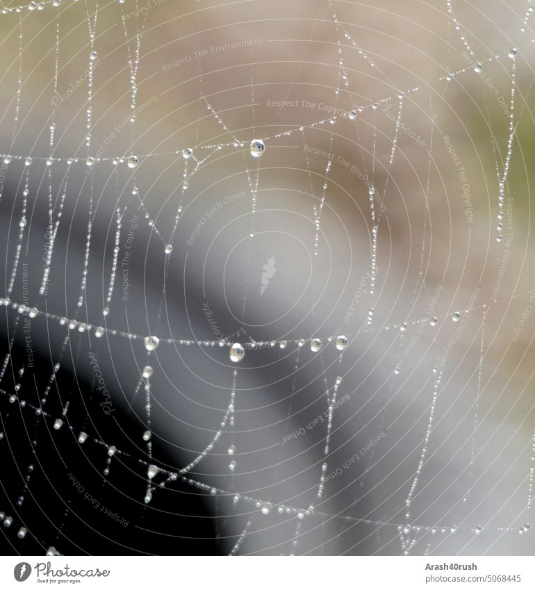 Tautropfen im Spinnennetz am Morgen morgens Tropfen Spinnenwebe Regentropfen Wasser Spiegelung Netz pure harmony detail raindrop wet nature water
