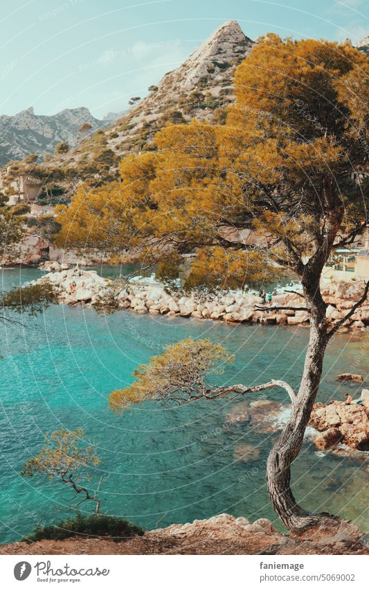 Calanque de Sormiou mit Kiefer und Berg im Hintergrund glasklares Wasser türkis Mittelmeer mediterran Marseille Pinie Felsen Kalkstein Panorama Landschaft