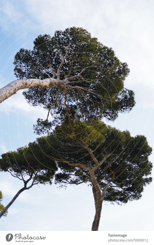 Pinien aus der Froschperspektive Kiefer Nadelbaum Baum Himmel Provence Mittelmeer Südfrankreich Vegetation Pflanzen Natur himmel tourismus Bäume grün hellblau