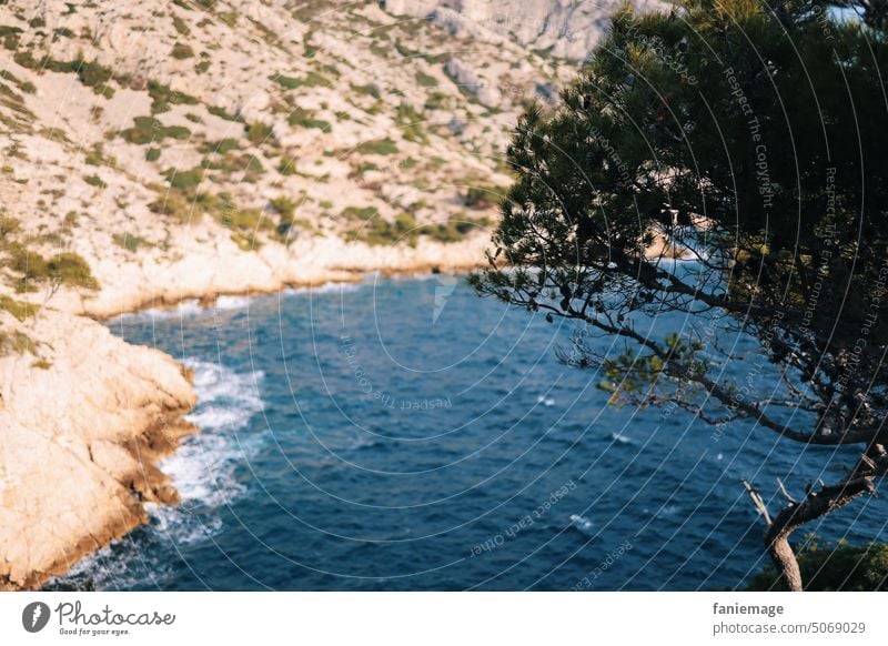 Kiefer am Mittelmeer Bucht blau tiefblau dunkelblau Meer mediterran provenzalisch Provence Sormiou Calanque de Sormiou Kalkfelsen Kalkgestein Wärme Calanques