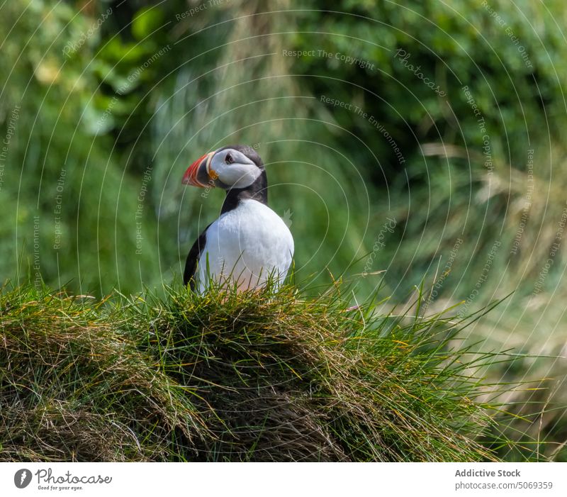 Puffin in green grass puffin bird hill pair summer wild slope nature animal wildlife season together ornithology avian fauna climate countryside specie habitat
