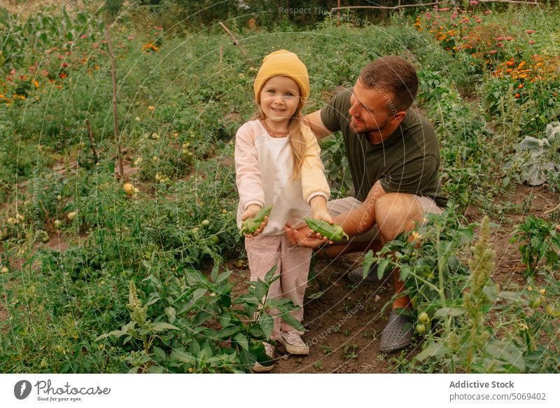 Father and daughter harvesting peppers father vegetable together show farm ripe smile man girl countryside agriculture happy season dad cultivate organic fresh