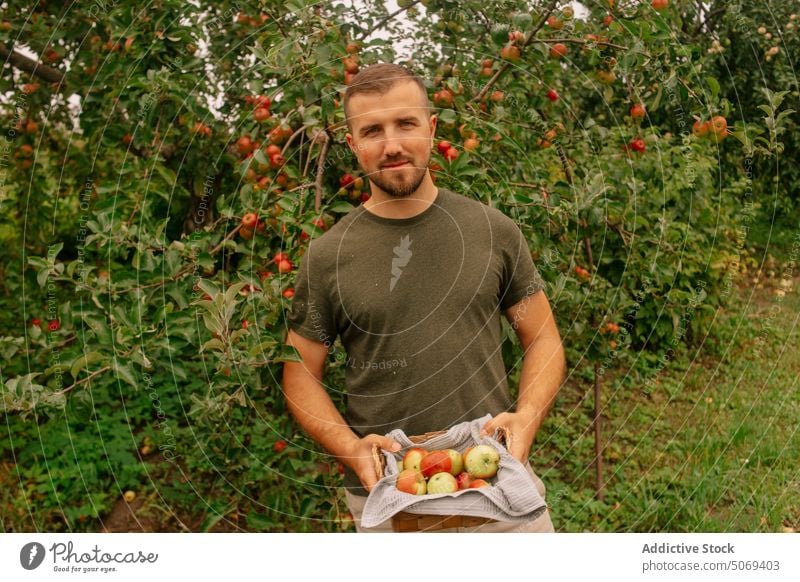 Male farmer harvesting apples in garden man orchard summer agriculture ripe portrait tree male adult basket agronomy countryside fruit plantation season