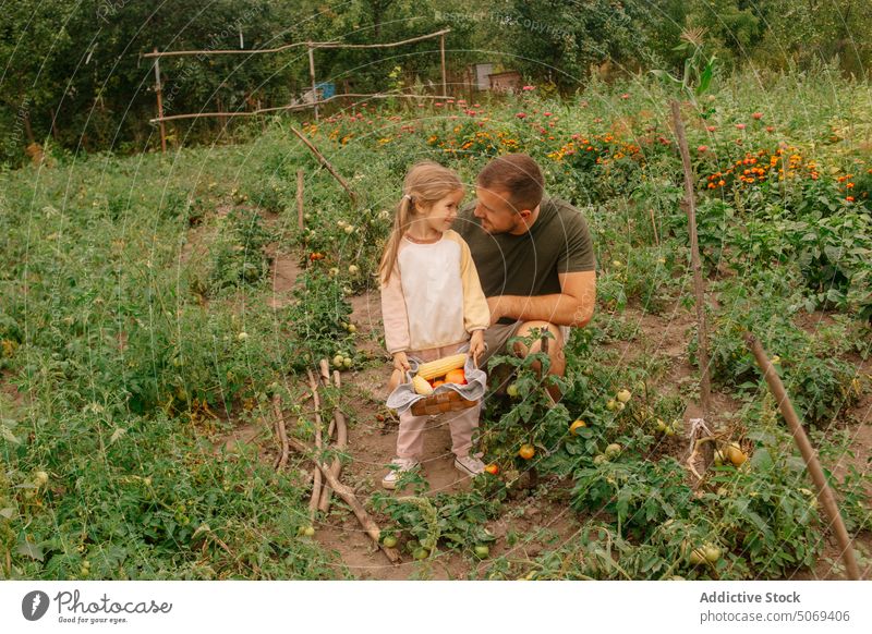 Father and daughter collecting vegetables father harvest farm corn tomato ripe basket agriculture man girl together talk season rural agronomy countryside