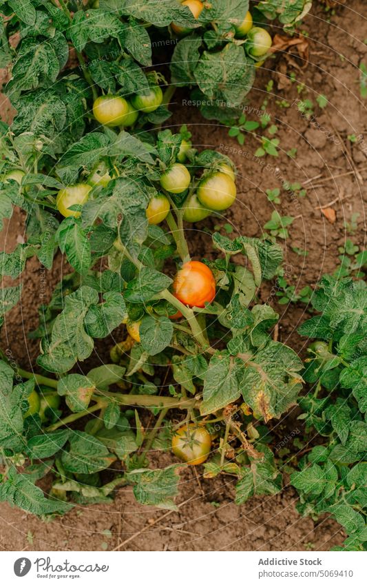 Tomato plant on dry soil tomato unripe farm agriculture growth vegetable organic cultivate countryside season agronomy summer flora production ground farmland