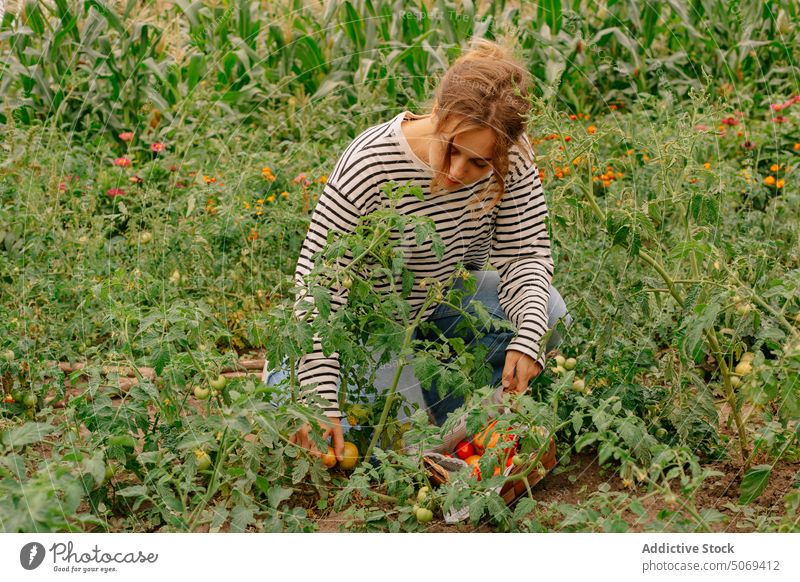 Female farmer picking ripe tomatoes woman harvest plant agriculture summer organic female young countryside rural plantation season cultivate vegetable gardener