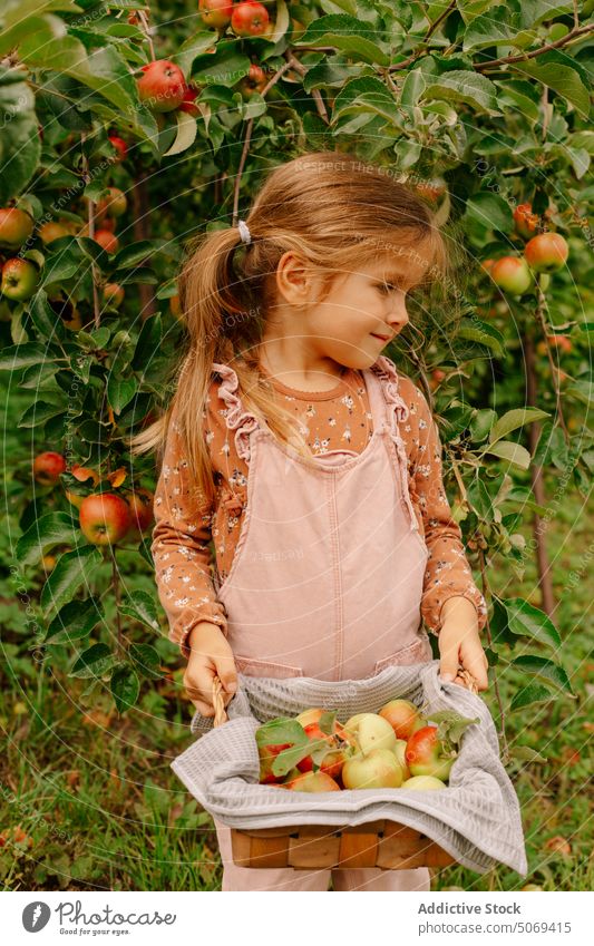 Little preschool girl with basket of apples in garden fresh small cute summer kid fruit nature adorable child harvest little green ripe organic season vitamin