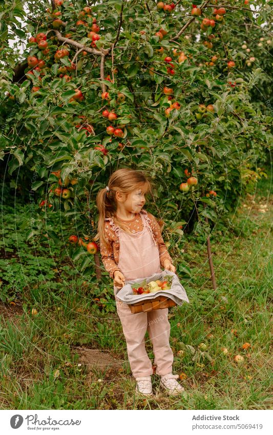 Cheerful little preschool girl with basket of apples in garden cheerful fresh small cute summer kid fruit nature adorable child harvest green ripe happy organic