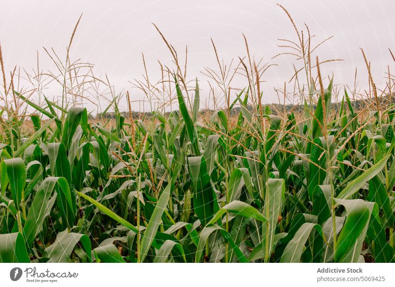 Endless green fields of corn in rural valley leaf picturesque meadow landscape summer verdant countryside environment nature plant agriculture fresh organic