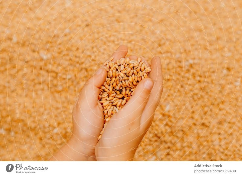 Person showing pile of grains in hands person demonstrate corn heap rustic organic harvest uncooked oat summer product simple many daytime ingredient raw