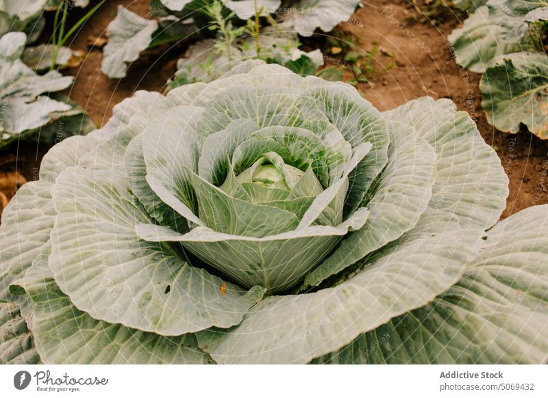 Green cabbage vegetating in garden vegetable harvest horticulture leaf agriculture farm grow cultivate plant vegetate agronomy field fresh organic green growth