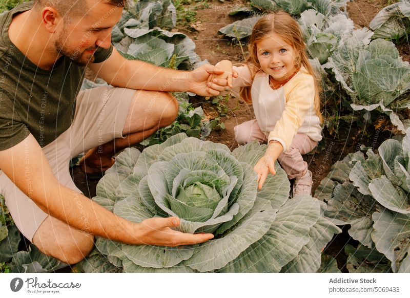 Happy father and daughter spending time in garden with growing cabbage happy plantation ripe green agriculture harvest preschool vegetable parent child girl