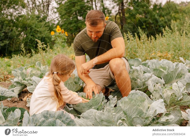 Cheerful preschool gardener and father collecting peppers in plantation cheerful happy smile cute positive daughter countryside agriculture harvest girl
