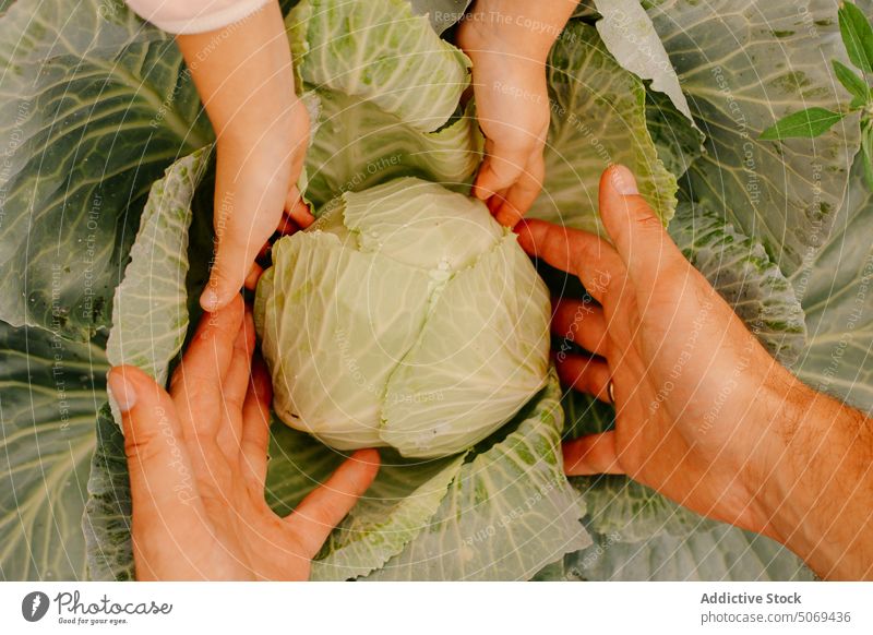 Father and daughter in garden with growing cabbage father hand body part plantation ripe green agriculture harvest preschool vegetable parent child girl cute