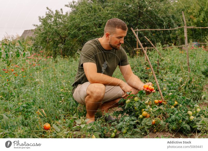 Careful bearded farmer picking ripe tomatoes from bush in garden careful collect fresh leaf plantation land summer man agriculture harvest nature vegetable