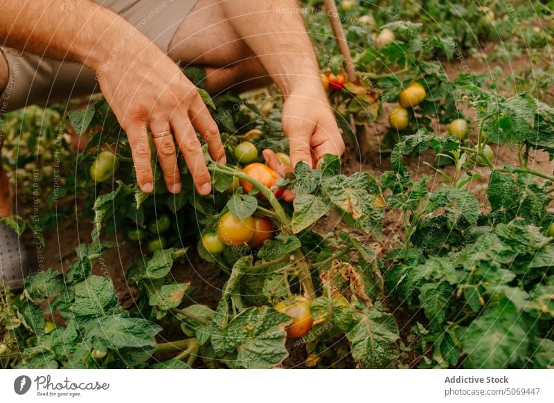 Hand of farmer picking ripe tomatoes from bush in garden hand careful collect body part fresh leaf anonymous plantation land summer man agriculture harvest