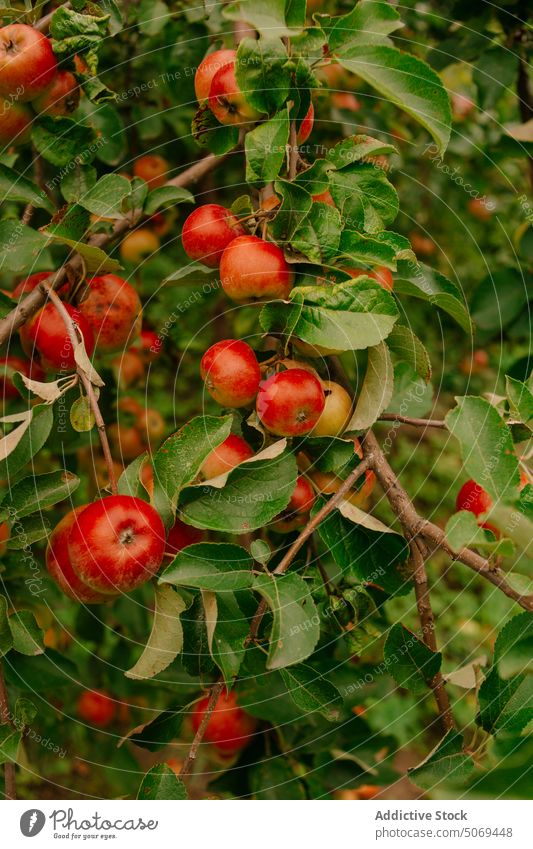 Ripe red apples on green tree branches in nature garden fruit foliage ripe growth vitamin vegetate fresh lush agriculture plant botany environment cultivate