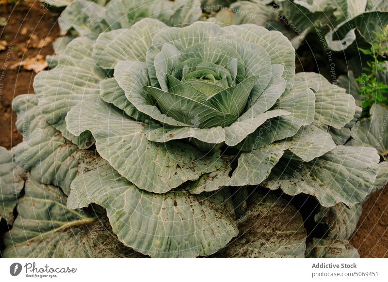Green cabbage vegetating in garden vegetable harvest horticulture leaf agriculture farm grow cultivate plant vegetate agronomy field fresh organic green growth
