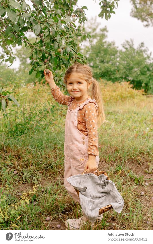 Cute little girl with basket in garden plum sweet small sunny adorable show child harvest fresh cute preschool ripe agriculture summer innocent food rural