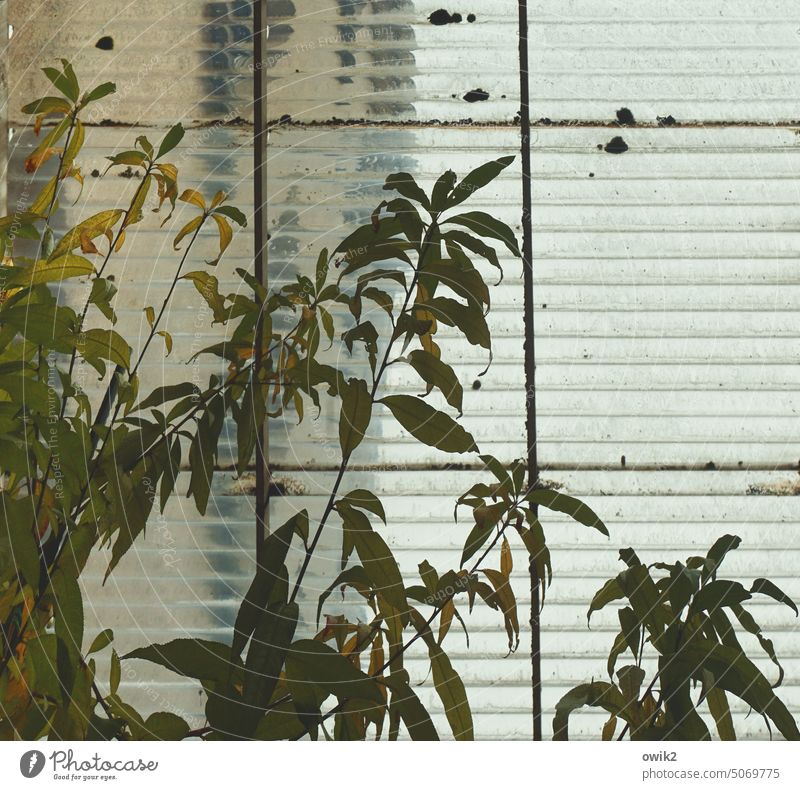 skylight Skylight Glass roof glazed Window Pane Greenhouse Tree Plant Interior shot Growth Botany Winter garden plants Twigs and branches Day Detail