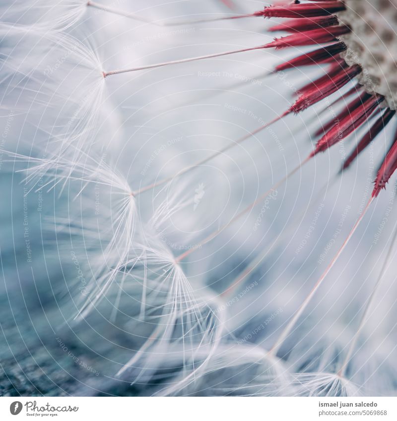 beautiful dandelion flower seed in springtime plant white floral garden nature natural decorative decoration abstract textured soft softness background