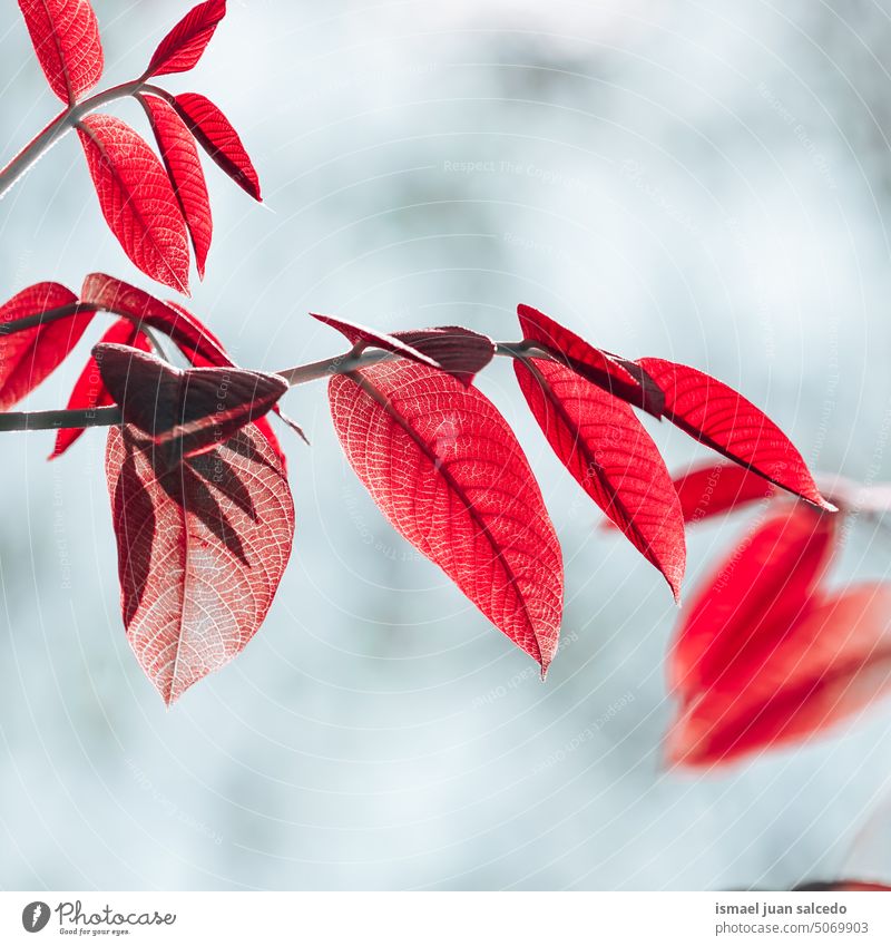beautiful red tree leaves in autumn season branches leaf red leaves nature natural foliage textured outdoors background beauty fragility freshness autumn leaves
