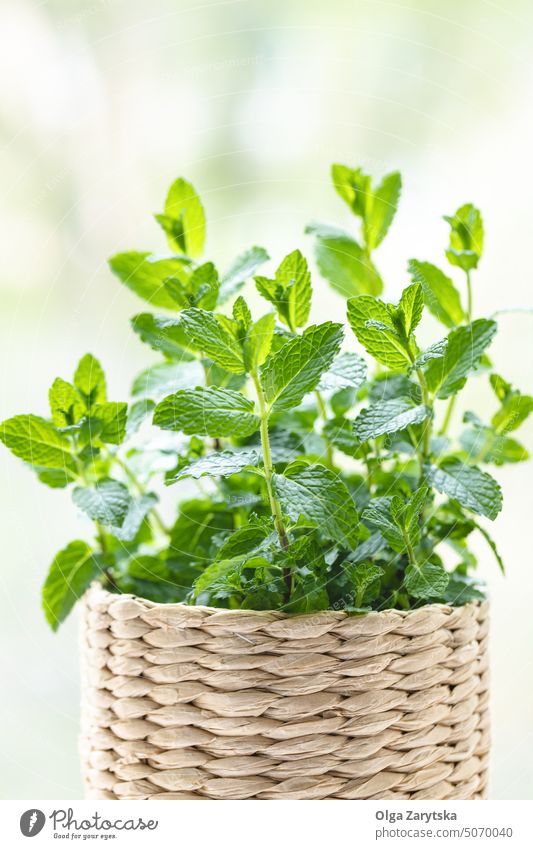 Mint herb in knitted pots. mint close up green peppermint window home plant fresh healthy organic natural light moroccan houseplant indoor closeup